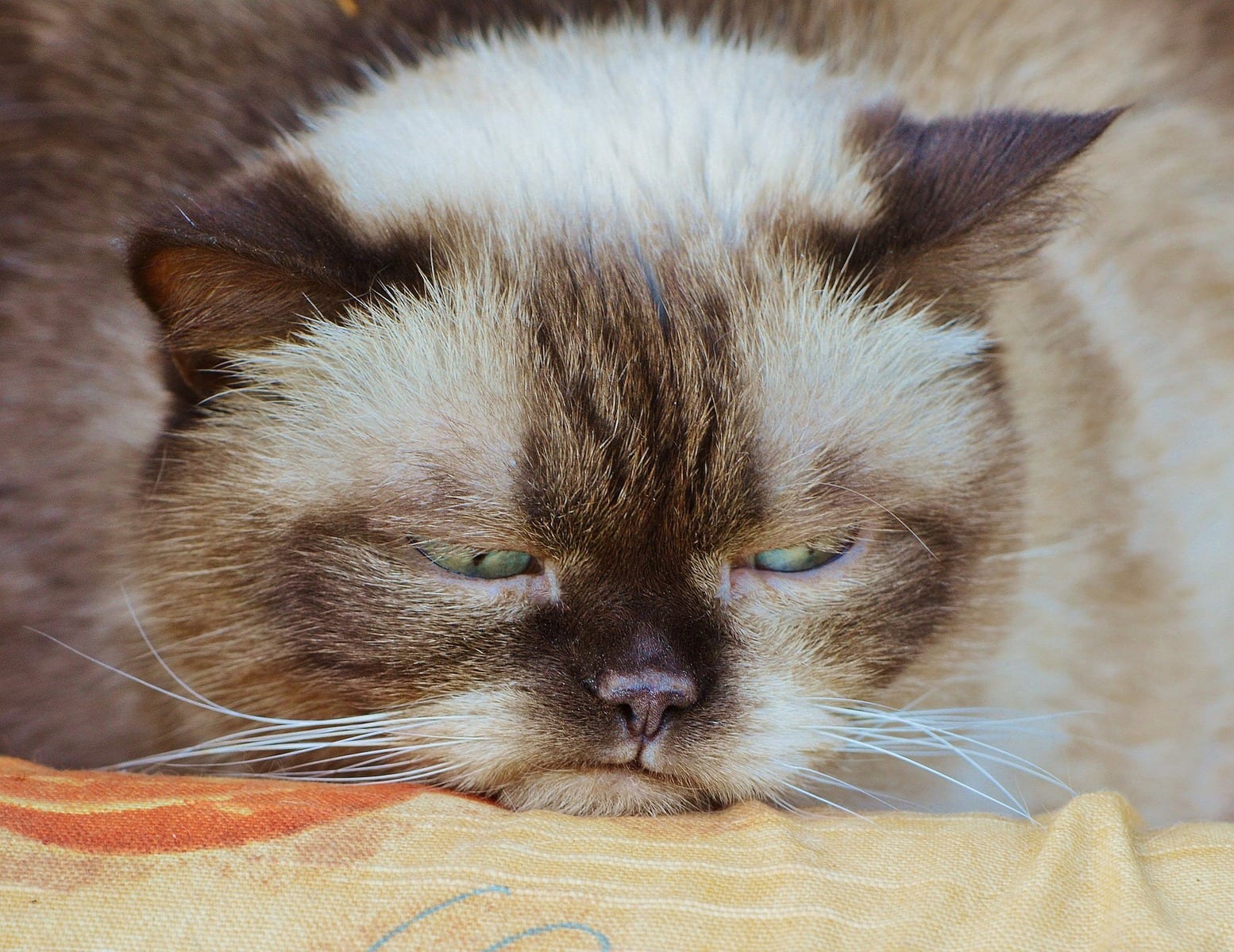 Zu sehen ist eine Katze, die wütend und enttäuscht gleichzeitig guckt. Sie liegt auf einem orangen Tuch und guckt nach unten.